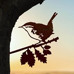 Metalbird
Winterkoninkje